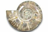 Polished Ammonite (Argonauticeras) Fossil - Purple Iridescence #246207-1